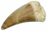 Fossil Mosasaur (Mosasaurus) Tooth - Morocco #353202-1